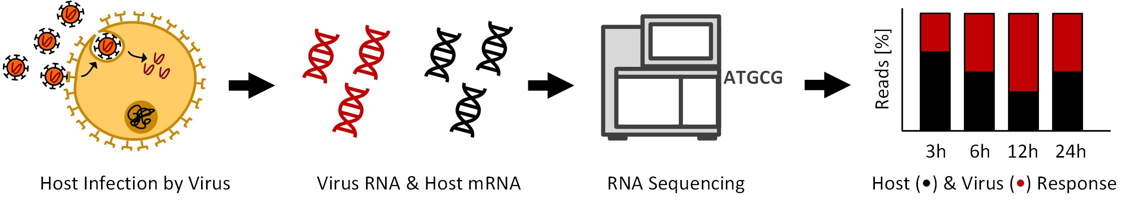06 Goesmann RNA viruses BiGi orig