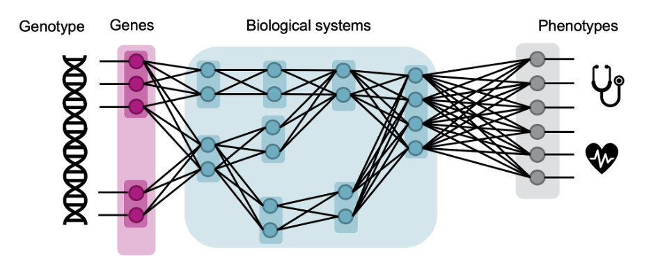 Omnigenetic phenotype models Eils Charité